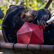 Zoo's sun bear in remission from cancer