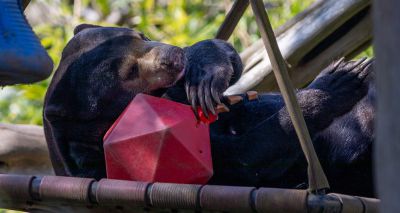Zoo's sun bear in remission from cancer