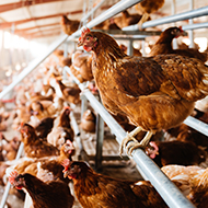 DAERA to lift compulsory avian housing order