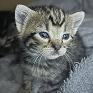 RSPCA reports risks of unvaccinated cats