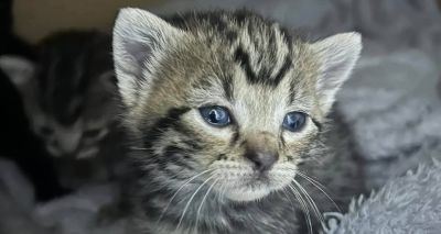 RSPCA reports risks of unvaccinated cats