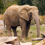 Zoo welfare overhaul 'doesn't go far enough', says RSPCA