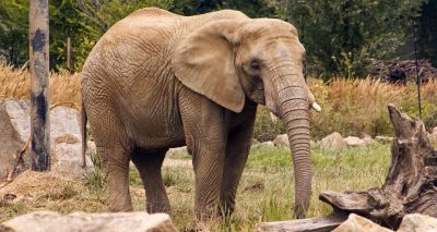 Zoo welfare overhaul 'doesn't go far enough', says RSPCA