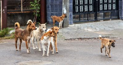 Small-scale neutering has short-term benefits, study finds