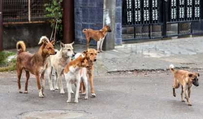 Small-scale neutering has short-term benefits, study finds