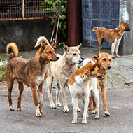 Small-scale neutering has short-term benefits, study finds