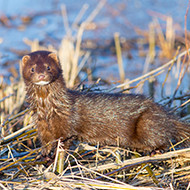 New project to eradicate mink in Outer Hebrides