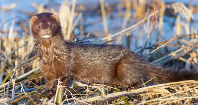 New project to eradicate mink in Outer Hebrides