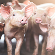 Study highlights risks of evolving swine flu viruses