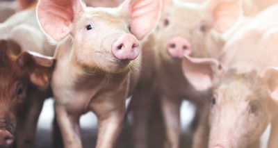 Study highlights risks of evolving swine flu viruses