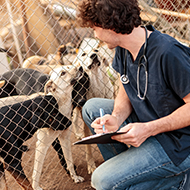 WVS launches animal welfare challenge for vet students