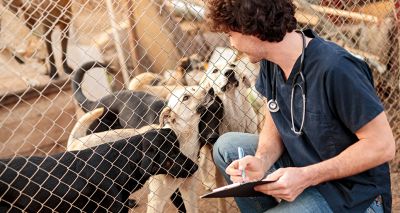 WVS launches animal welfare challenge for vet students