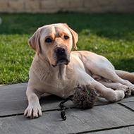 Vets use expanding tube to repair dog's damaged throat