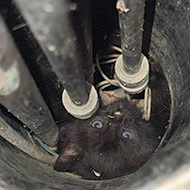Kittens rescued from boiling water pipes