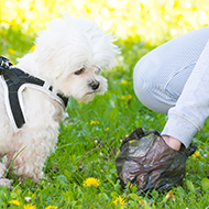 RVC study reveals causes of canine diarrhoea