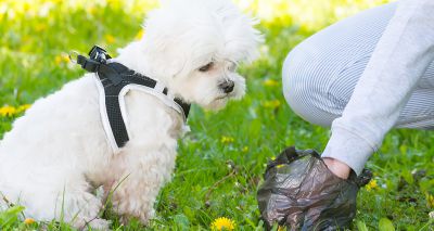 RVC study reveals causes of canine diarrhoea