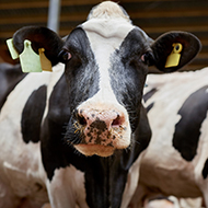 Electronic ID for cattle to be made mandatory