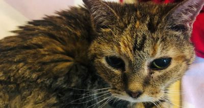 Cat microchip law not having impact, charity says