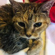 Cat microchip law not having impact, charity says
