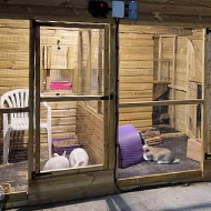 RSPCA calls for rabbit breeding regulations