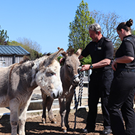 Donkey Sanctuary works with police for 'Operation Gallop'