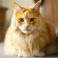 Voting opens for National Cat Awards 2025
