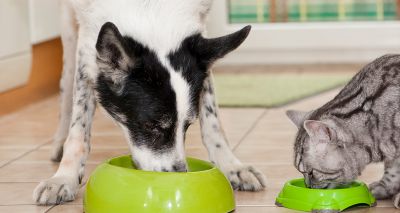 BVA publishes guide to pet diet conversations