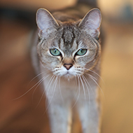 RVC reveals cat breeds at risk of diabetes mellitus