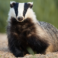 Badger TB vaccinations at record high