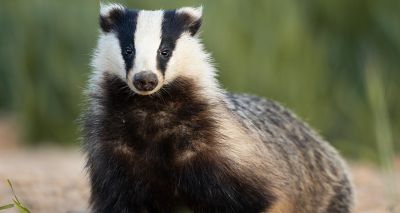 Badger TB vaccinations at record high