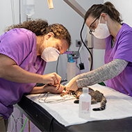 RCVS shares first findings from VN Vision study