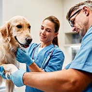 FIVP and SPVS release joint CMA remedies response