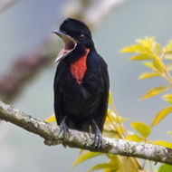500 bird species threatened by extinction, survey finds