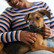Fostering up 170 per cent, Scottish SPCA reports