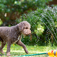 BVA shares pet care advice amid UK heat warnings