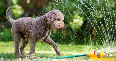 BVA shares pet care advice amid UK heat warnings