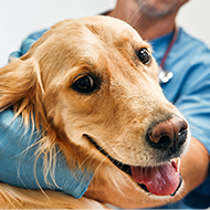 RVC celebrates life-saving blood donor pets