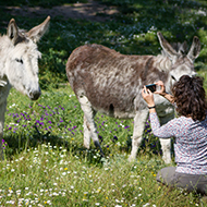AI experts create tool for donkey identification