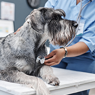 New Kennel Club webinar to explore canine heart disease