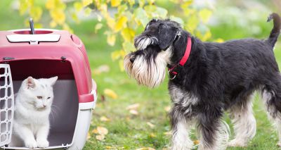 WSAVA launches pet travel guidance factsheet