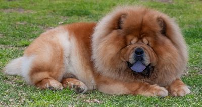 Study reveals scale of eyelid disorders in dogs