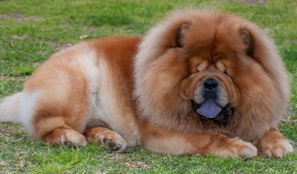 Study reveals scale of eyelid disorders in dogs