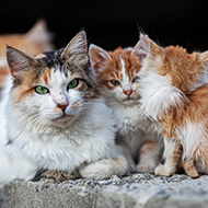 Coronavirus caused FIP outbreak, study reveals