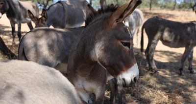 African nations commit to donkey skin trade ban