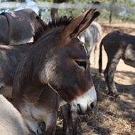 African nations commit to donkey skin trade ban