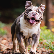 Noisy breathing sign of suffering for flat-faced dogs, experts say