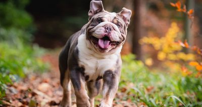 Noisy breathing sign of suffering for flat-faced dogs, experts say