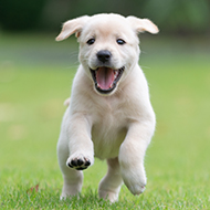 Puppies needed for Dogs Trust research