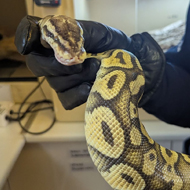 Stray snake reports expected to rise