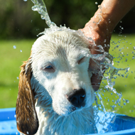 Analysis shows legal responsibility to cool over-heating dogs